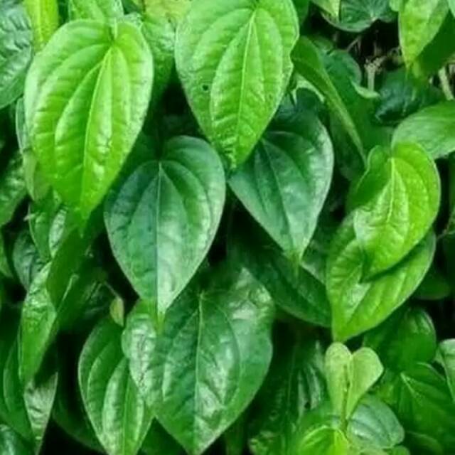 

Fresh Daun Sirih Suruh Segar Organik 40 lembar