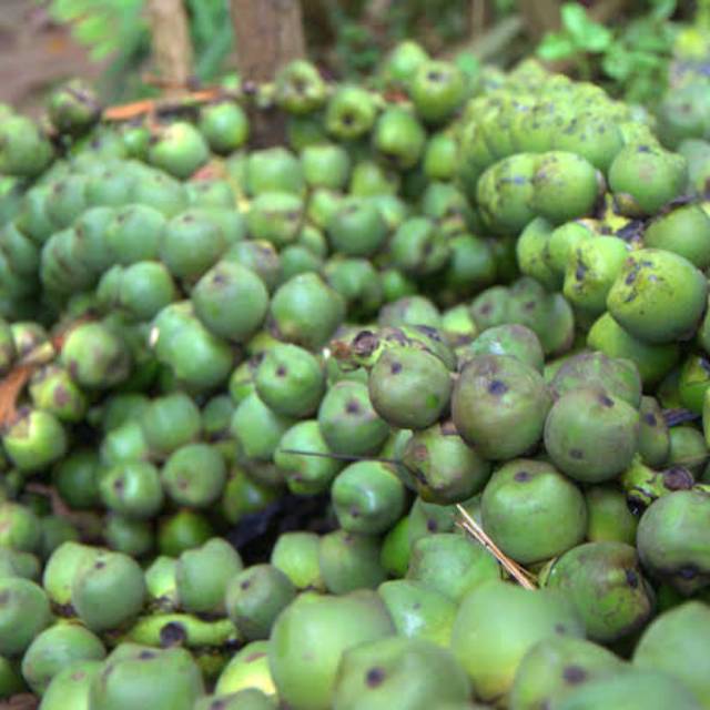 

Jual Buah Aren /Kolang Kaling Mentah Frest