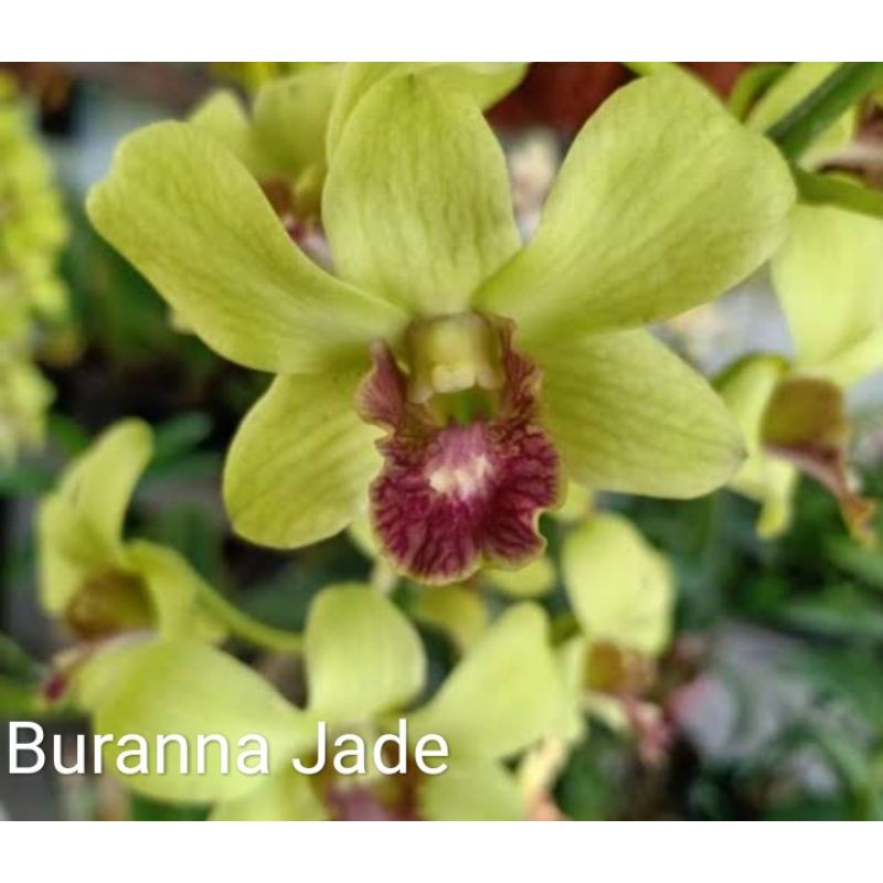 Dendrobium Bulat Dewasa
