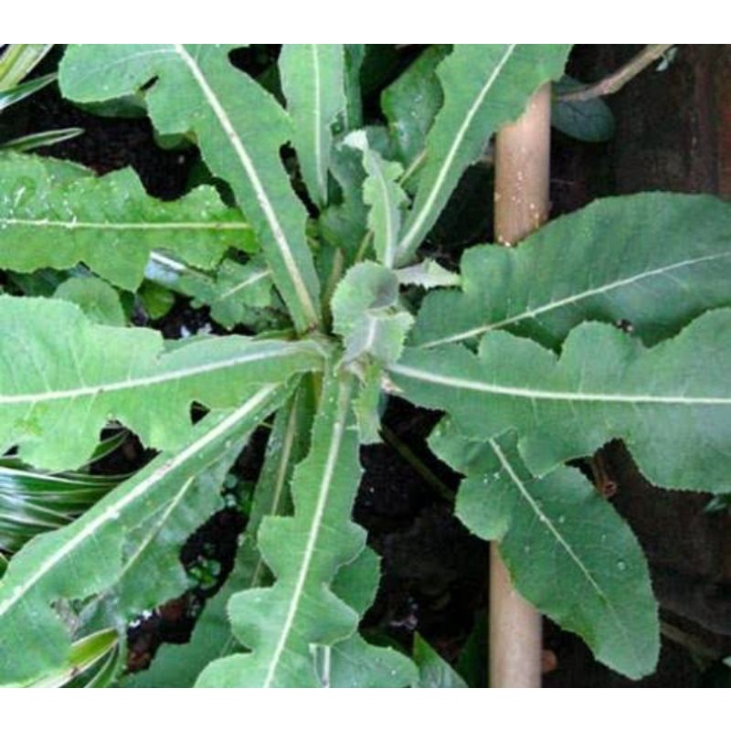 

tanaman herbal tempuyung segar 500 gram