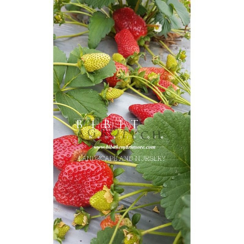 Bibit Tanaman Buah Strawberry Mencir Strawberry Gagang Panjang dan Buah Banyak Untuk Dataran Rendah