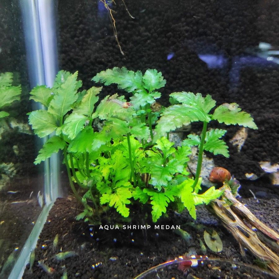 Bolbitis Heteroclita / Tanaman Aquascape