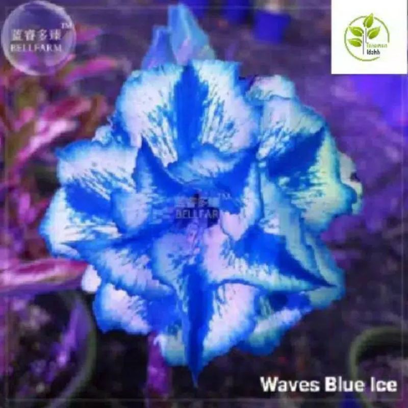 adenium kamboja bunga tumpuk blue