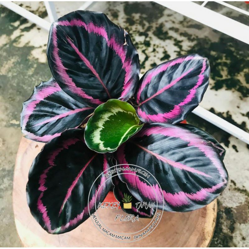 Jual Tanaman Hias Calathea Pink Jessy Calathea Pink Jessy Bunga Calathea Shopee Indonesia