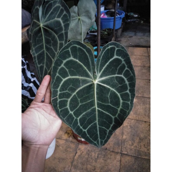 tanaman hias anthurium clarinervium ori / kupinggajah tarantula