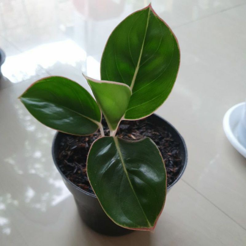 AGLO/aglonema flaminggo/lipstik daun bulat