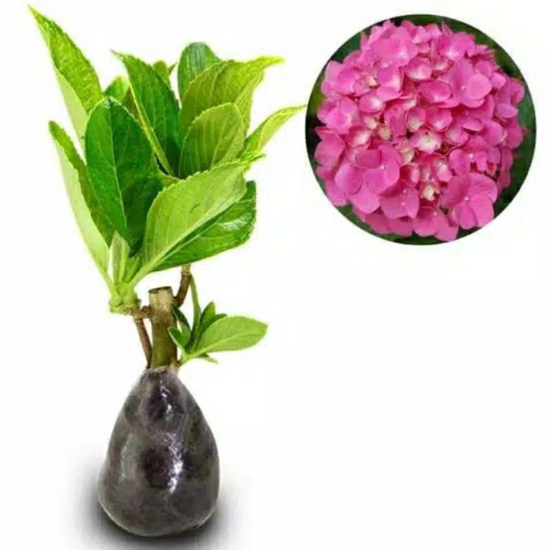 bibit tanaman hortensia remaja /hidrangea pancawarna-Pink
