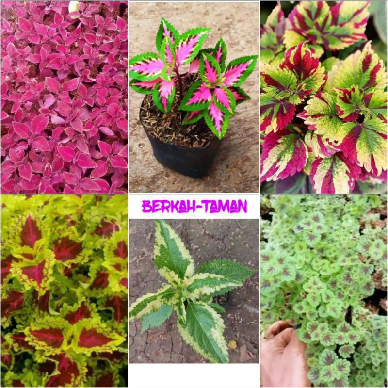 paket 6 jenis tanaman hias miana - tanaman miana - miana hias - tanaman