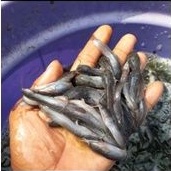 bibit ikan lele sangkuriang