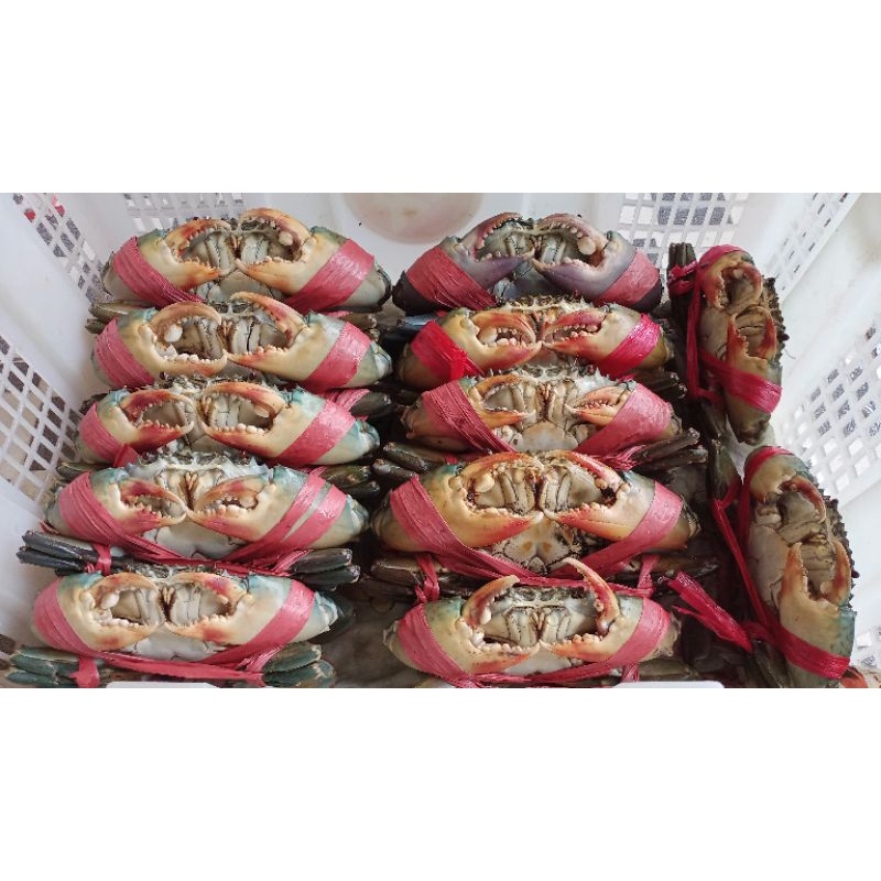 

Kepiting Super Jantan 1 kg isi 4