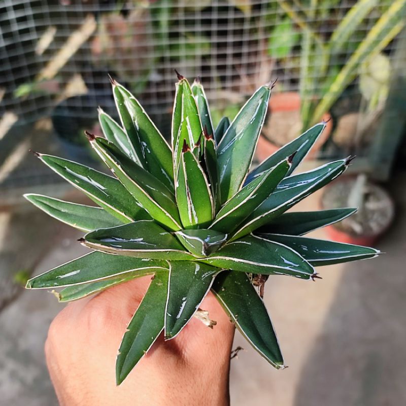 Sukulen Agave victoria reginae