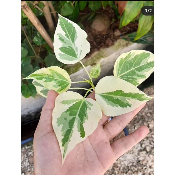 Pesanan Khusus Ficus rumphii variegata tanaman langka