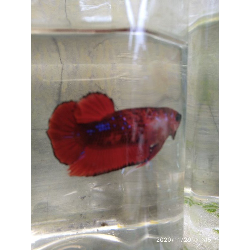 cupang avatar vampire