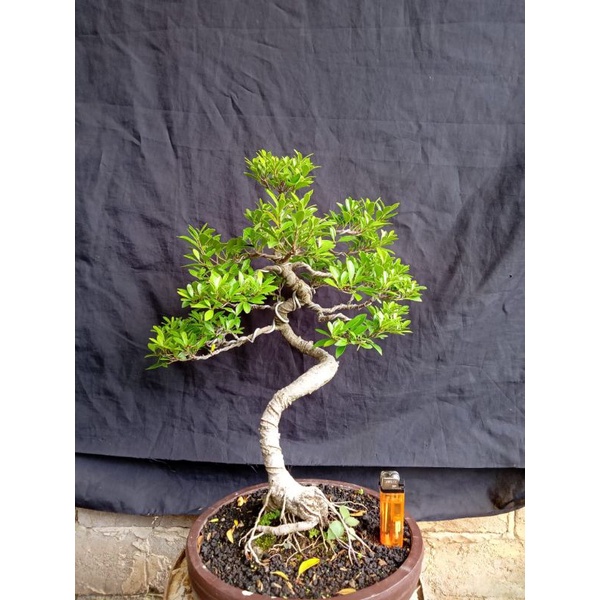 bonsai jadi siap pajang...kimeng mikro(kwaci.)gaya meliuk informal