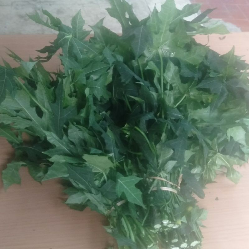

Daun Pepaya Jepang