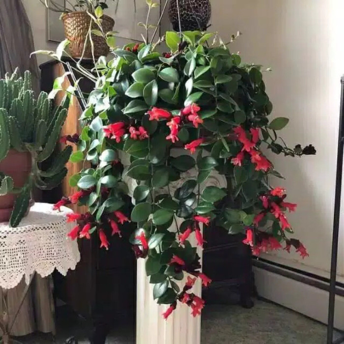 Tanaman hias lipstik gantung - lipstik gantung