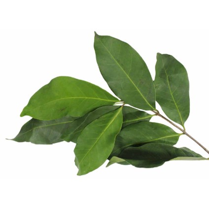

Daun Salam 250 gram