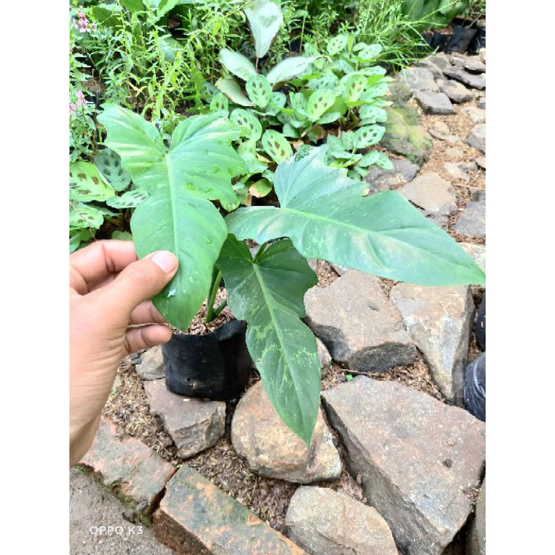 Philodendron dragon, Philo dragon, Tanaman hias philo dragon, Dragon philo