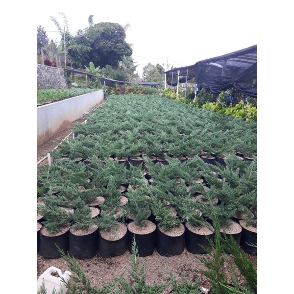 Cemara Sinensis Blue Sinensis Biru