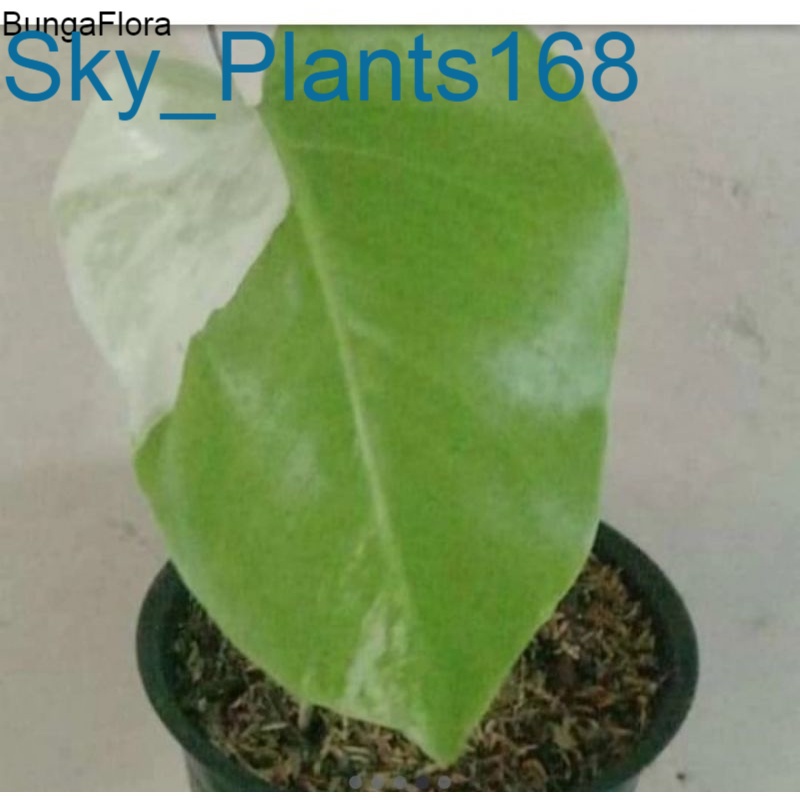 anakan Monstera Variegata Halfmoon ,Albino,King, daun pancing100% asli cebresan Stock yg ready