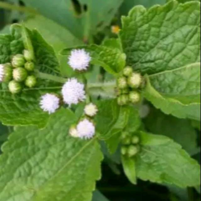 

daun babadotan