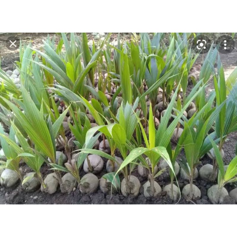 

BIBIT UNGGUL KELAPA KOPYOR SUKSES TANI - COD