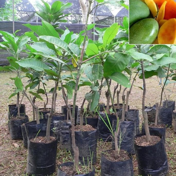 Bibit Mangga Manalagi Bisa Tabulampot