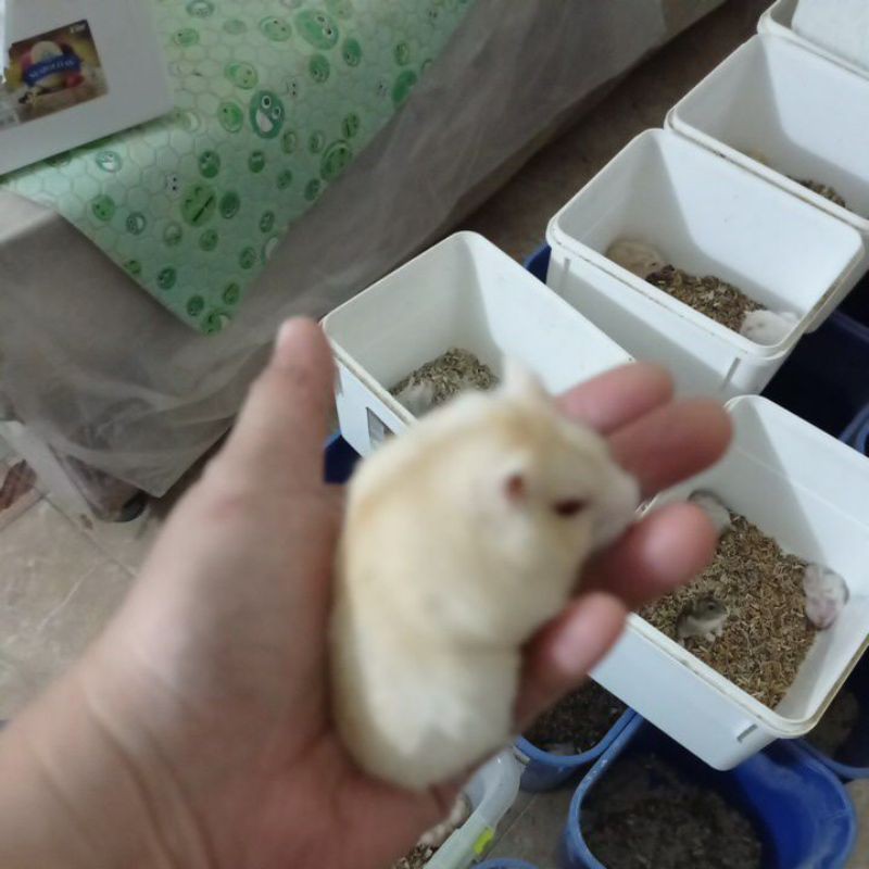 Hamster winter white remaja gembul.