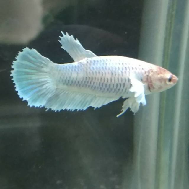 Jual cupang betina pk dumbo ear