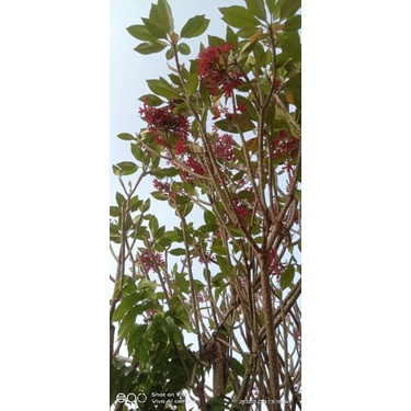 pohon bunga kamboja merah gantung