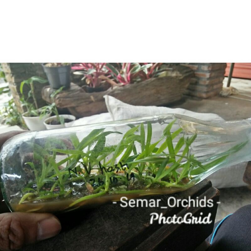 Botolan Anggrek Vanda Hastifera Spesies Langka