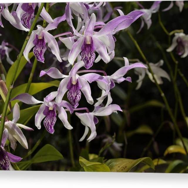 dendrobium caesar warawan