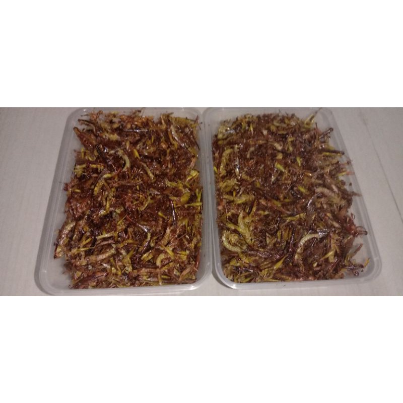 

belalang goreng