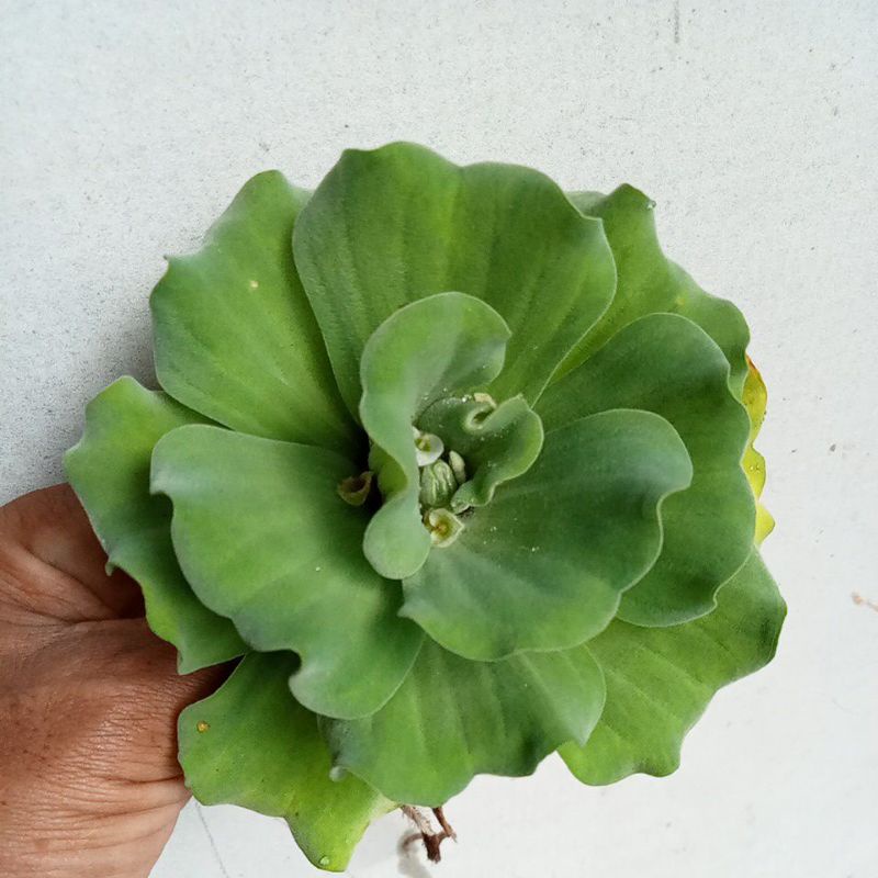 Jual tanaman apu apu tanaman air | Shopee Indonesia