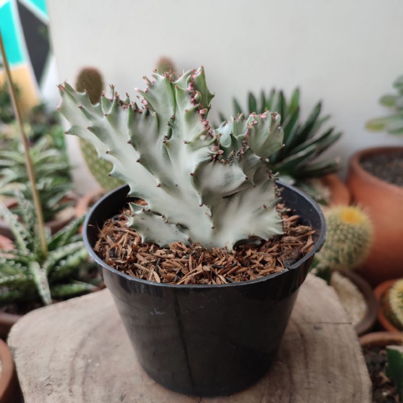 Euphorbia Lactea White Variegated | DP 10cm