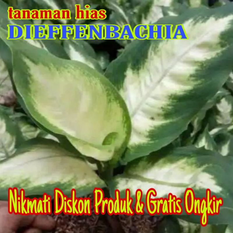 Tanaman hias Aglonema Blanceng susu/Dieffenbachia tissue/sri rejeki/blanceng tisu