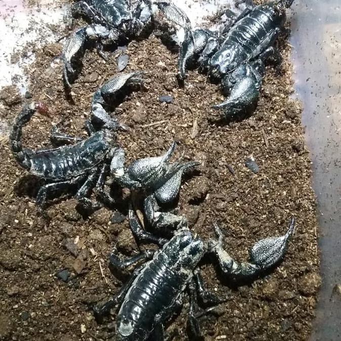 TERLARI5 asian forest scorpion