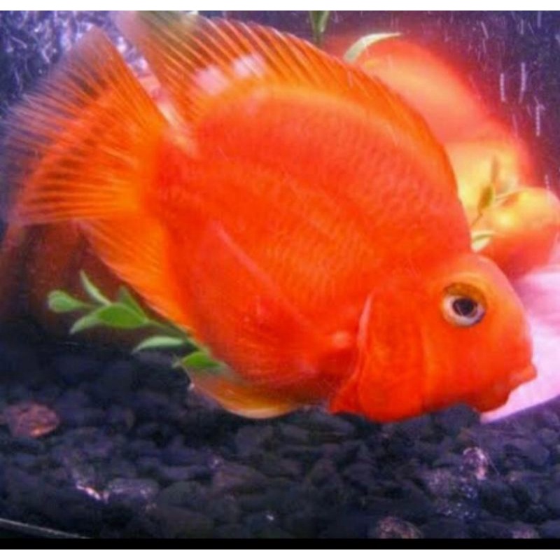 ikan red perrot/ red perot