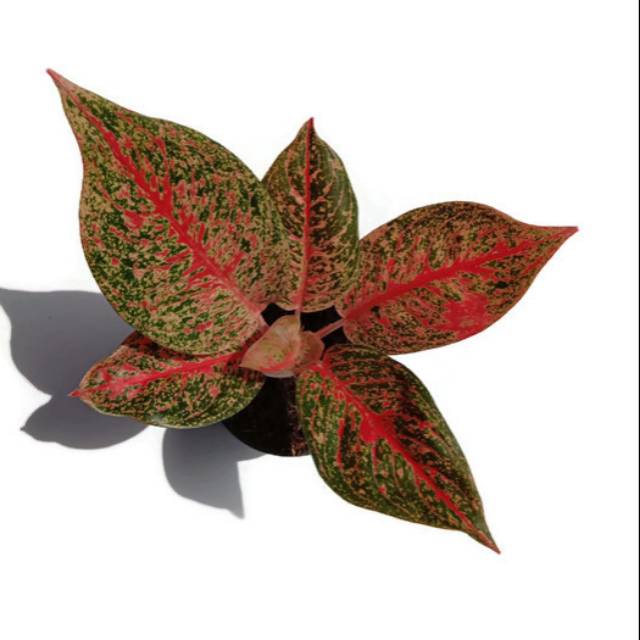 Aglaonema Tiara
