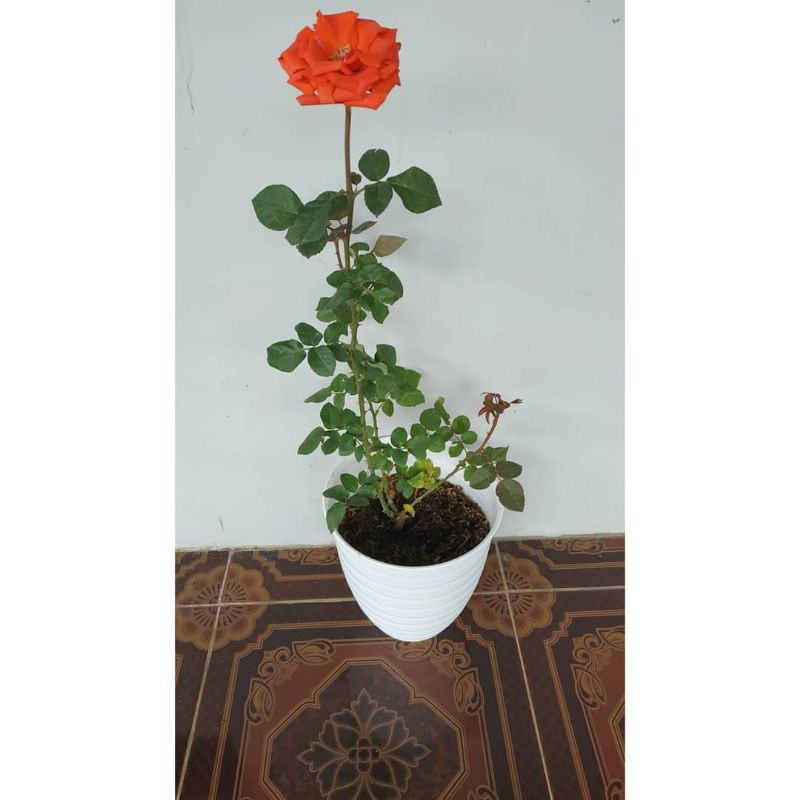 BUNGA ROSE MAWAR SUPER GRADE (WARNA ORANGE) | TERMURAH