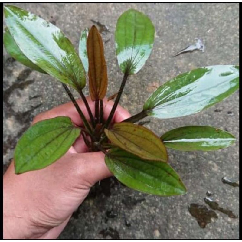 ECHINODORUS RED SPECIAL TANAMAN AQUASCAPE