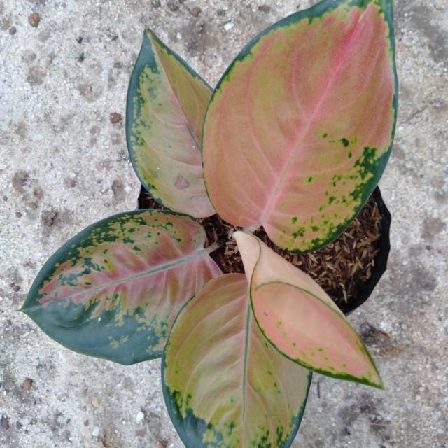 Bunga aglonema sultan Brunei