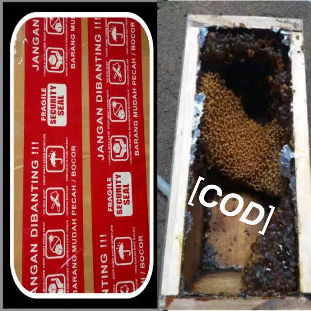 Klanceng Trigona Kelulut Lebah Madu Koloni Kawanan Koloni Lebah Tak Bersengat Sarang Lebah Teuweul