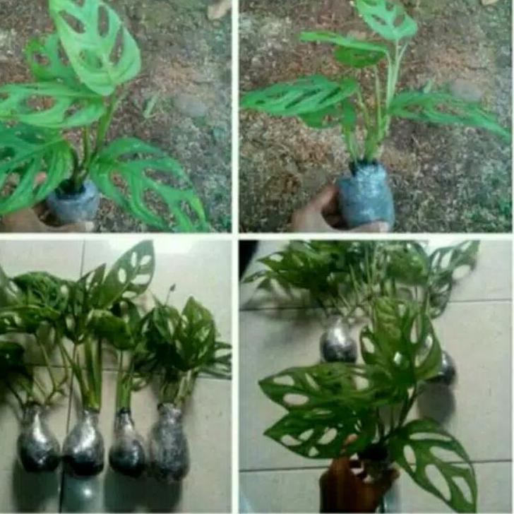 [READY JKT] TANAMAN HIAS PAKET-4-JANDA BOLONG,&POHON JANDA BOLONG..