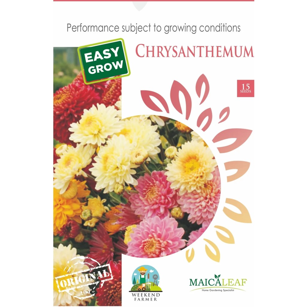 Benih Bunga Krisan Chrysanthemum/Bibit Bunga Krisan 15 Benih Mix Color