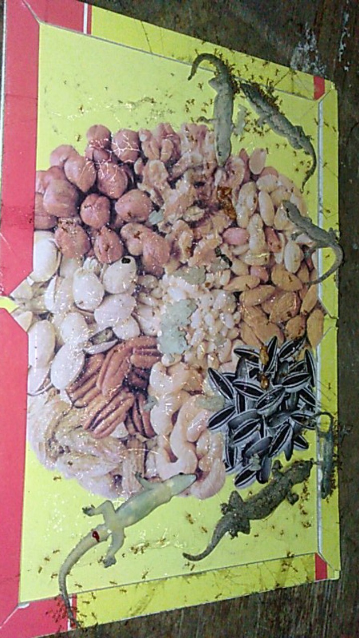 Lem Tikus Jebakan Trap Papan Buku Impor Perangkap Cap Gajah Glue Board Mouse Rat Jumbo Besar Import