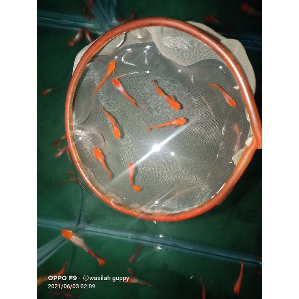 ikan Guppy platinum koi gen red ear