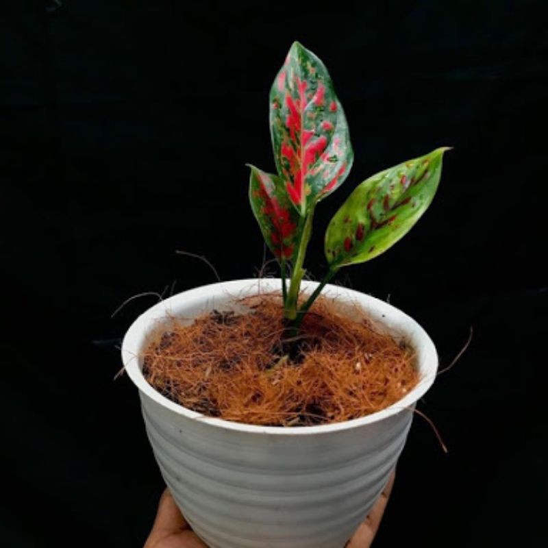 AGLONEMA VENUS // RED VENUS