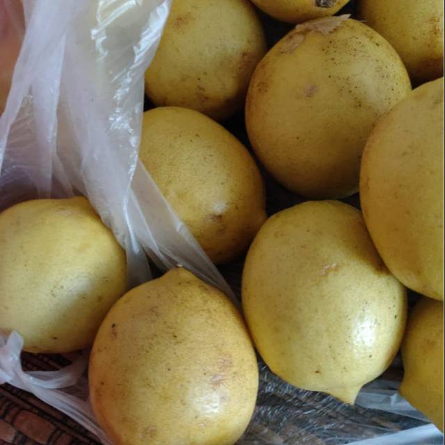 

Jeruk lemon sedang