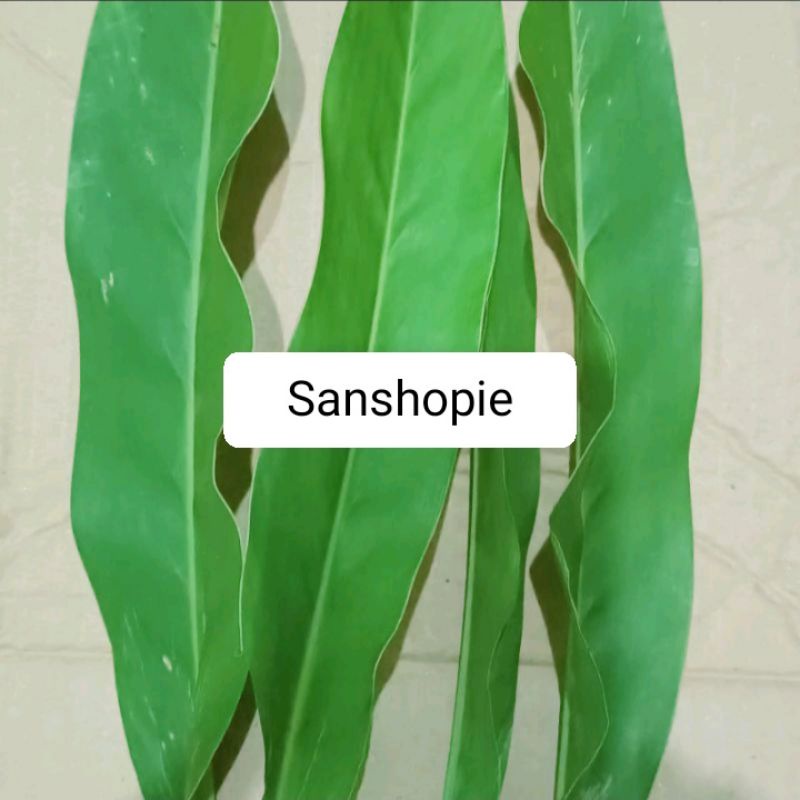 

Daun lengkuas atau laos segar 500 gram